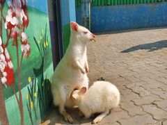 -西霞口神雕山野生动物世界