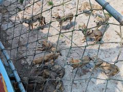 -西霞口神雕山野生动物世界