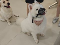 -共舞时光猫咖·狗咖(新街口店)