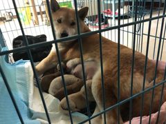 -爱侣宠医·鹦鹉专科·小型哺乳类·异宠专科(灵石路店)