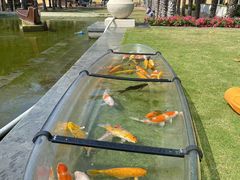 -三亚海棠湾万丽度假酒店