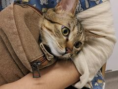 -联萌宠物医院(猫病专科)