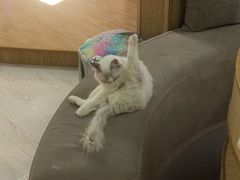 -猫和宫(六道口店)