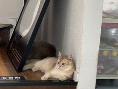 -琪喵猫屋·撸猫猫咖·猫舍