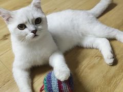 -派联宠物医院·24h·CT·异宠