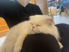 -柴源莊·柴小宠柴犬咖啡
