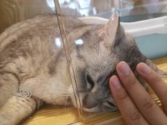 -平行世界·猫咖(首经贸店)