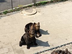 -大连森林动物园