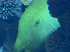 -迪拜帆船酒店海底餐厅