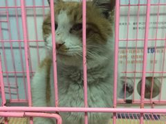 -爱贝特动物医院·猫口炎专科