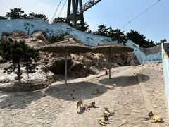 -西霞口神雕山野生动物世界