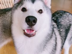 -Husky Go! 哈士奇体验馆·宠物咖啡厅狗咖