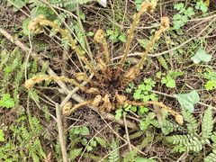 -山王坪喀斯特国家生态公园