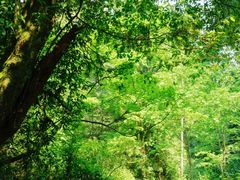 -云南屏边大围山国家公园