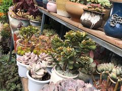 -金科花卉市场
