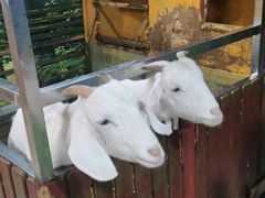 -上海大自然野生昆虫馆(东方明珠·爬宠昆虫探索中心)
