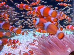-海合安成都极地海洋公园