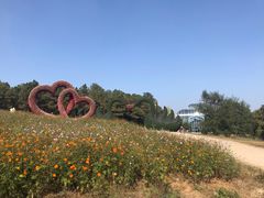 -大塘金香草谷