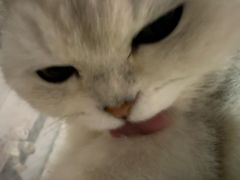 -瑞鹏宠物医院·骨科·猫科·内科(第一中心)