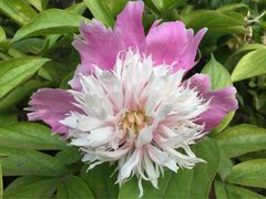 iphone_upload_pic-景山公园