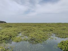 -北海金海湾红树林生态旅游区