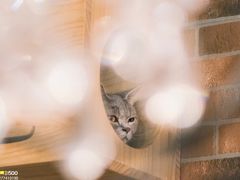 -more than meow吴止猫主题餐厅(承德 中船汇店)