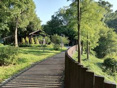 -王借岗森林公园