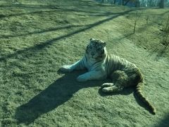 -北京野生动物园