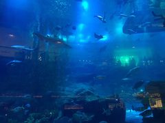 -迪拜水族馆及水下动物园