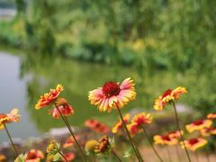 -大兴滨河森林公园