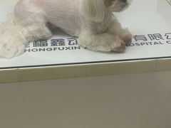 -宠福鑫动物医院(立水桥分院)