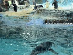 -帝企鹅自助餐厅•儿童岛•真企鹅(长隆企鹅酒店)