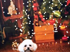 -Oh My Dog宠物沙龙(伊珊娜皮毛护理店)