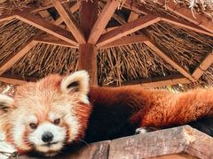 -北京野生动物园