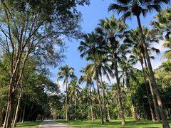 -中国科学院西双版纳热带植物园
