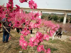 -秀丽东方