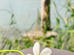 -金鸡湖桃花岛