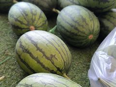 -庞各庄翠芳园西瓜蔬菜基地采摘园