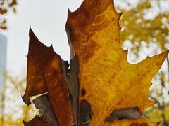 -重庆市江北嘴中央商务区中央公园