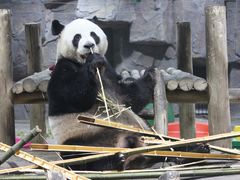 -栾川竹海野生动物园