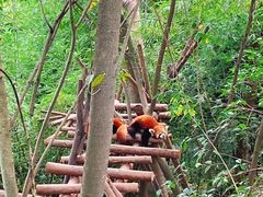 景点-成都大熊猫繁育研究基地