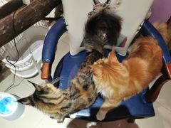-70cat德文卷毛猫·缅因猫纯种猫舍