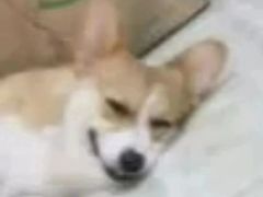 -绿茶餐厅