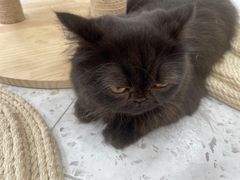 -喵园·猫主题咖啡厅·撸猫·猫咖(国贸店)