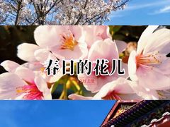 -樱花山风景区