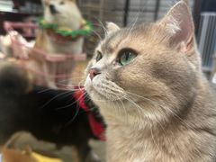 -逗柴咖啡屋·狗咖猫咖宠物桌游