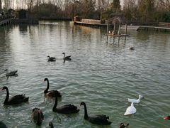 -溱湖国家湿地公园