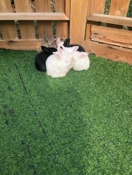 -萌宠亲子动物乐园(槐房万达店)