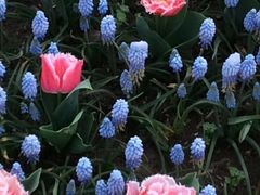 -上海鲜花港