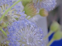 -循礼门鲜花花市(武汉循礼门店)